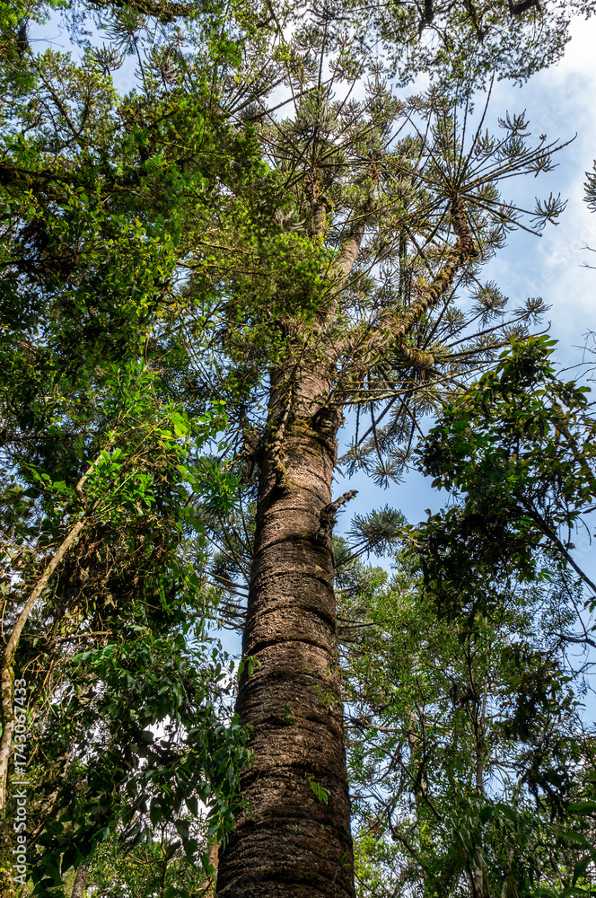 Fototapeta premium A towering old araucaria tree rises against the blue sky, surrounded by vibrant green leaves and forest canopy inside Pinheiro Velho hiking trail in Monte Verde, Camanducaia, Minas Gerais - Brazil.