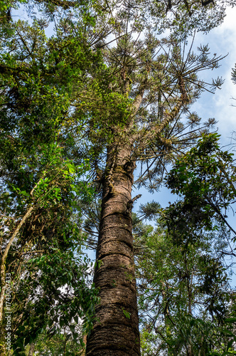 A towering old araucaria tree rises against the blue sky, surrounded by vibrant green leaves and forest canopy inside Pinheiro Velho hiking trail in Monte Verde, Camanducaia, Minas Gerais - Brazil.