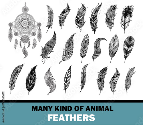vector illustration of a set of abstract floral elements and many kinds of Feathres