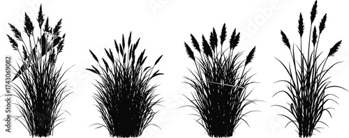 Silhouette of wild grass plants isolated on white background, natural meadow vegetation illustration for landscape, botanical, nature and design use