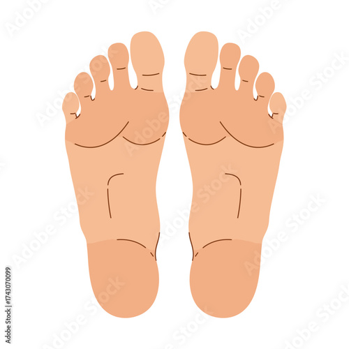 Medical vector of detailed toes showing both human feet soles with realistic anatomy, skin texture, and heel details, perfect for education, healthcare, and wellness design