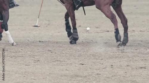 Horse polo closeup. Hitting ball with polo stick.