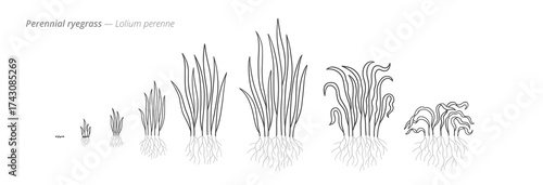 Growth stages of perennial ryegrass. Botanical monochrome black and white hand drawn vector Illustration