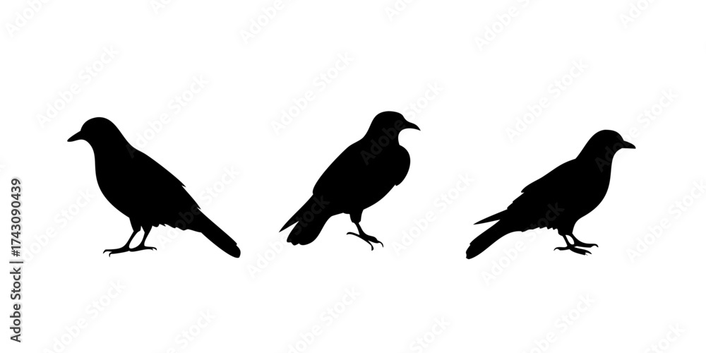 Fototapeta premium Set of black bird silhouettes. Vector elements for design. 