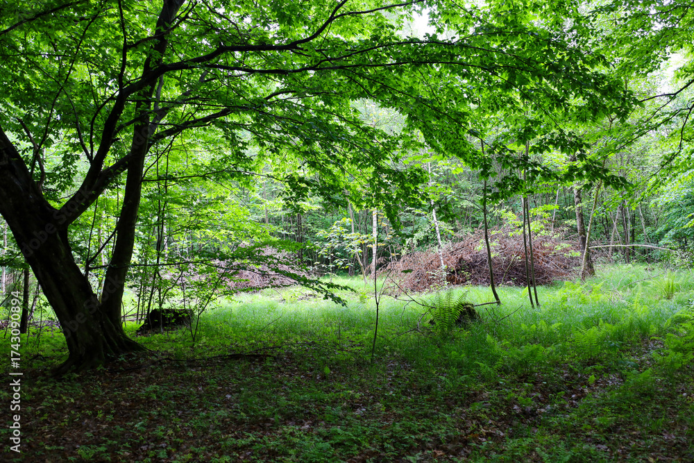 Obraz premium A bright clearing is covered with vivid green grass and ferns, surrounded by tall trees with dense foliage. The woodland thicket casts a shadow in the foreground, highlighting the natural contrast and