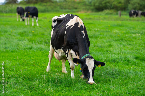 Cow at meadow. Beef cattle in green field. Cow in grassy pasture. Cow in the countryside. Cows graze on summer meadow. Rural landscapes with cows. Cows in a pasture.