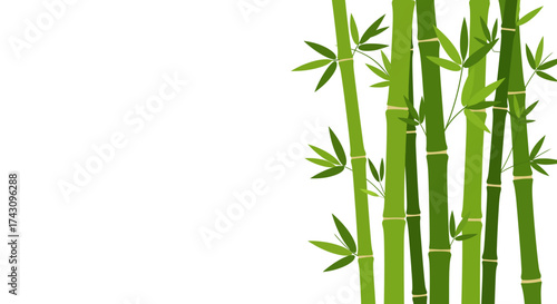 Bamboo Stalks and Leaves Illustration on White Background for Nature Design