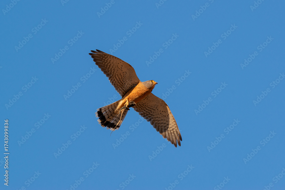 Obraz premium Faucon en vol sa proie (un agame des rochers) entre ses serres