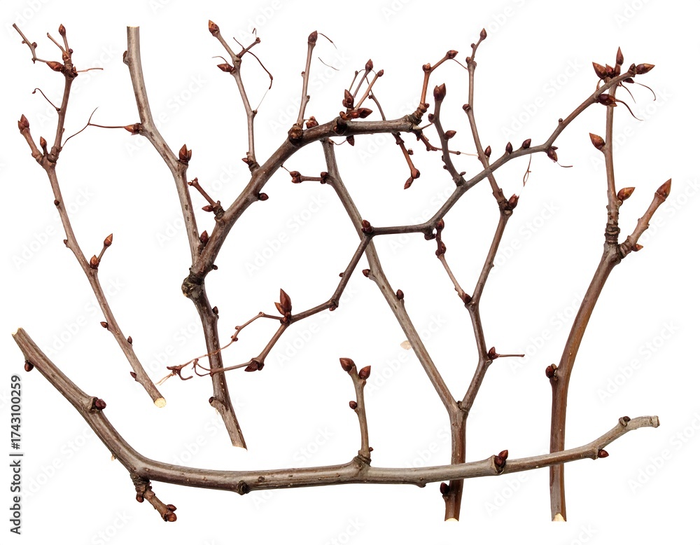 Fototapeta premium Dried branches against white