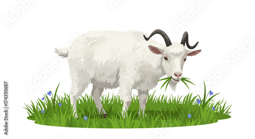 A white goat stands in green grass eating blades of grass against a white background