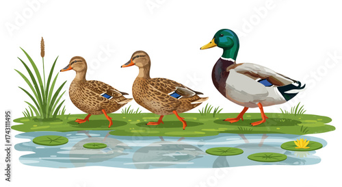 Three ducks two hens and a drake stroll on a grassy bank by a pond with lily pads
