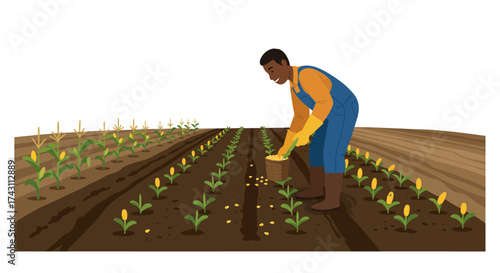 A farmer plants seeds in a cornfield rows of corn already growing