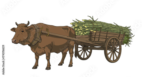 Brown ox pulls a wooden cart filled with cut sugarcane