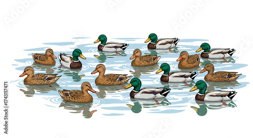 A flock of ducks swims in a body of water depicted in a cartoon style