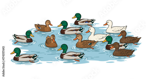 A group of ducks swim in blue water some brown some white others greenheaded creating ripples