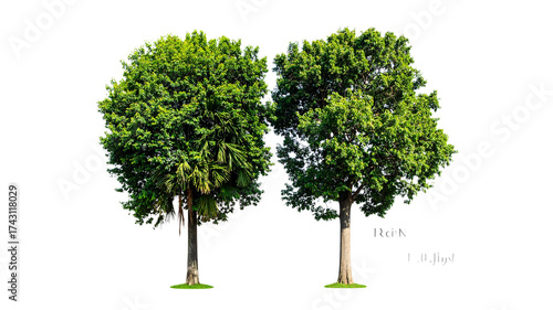 Rain Tree Variations Bundle – isolated on transparent background