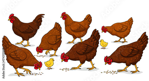 A cartoon depiction of six brown chickens and two chicks foraging for grain on a white background