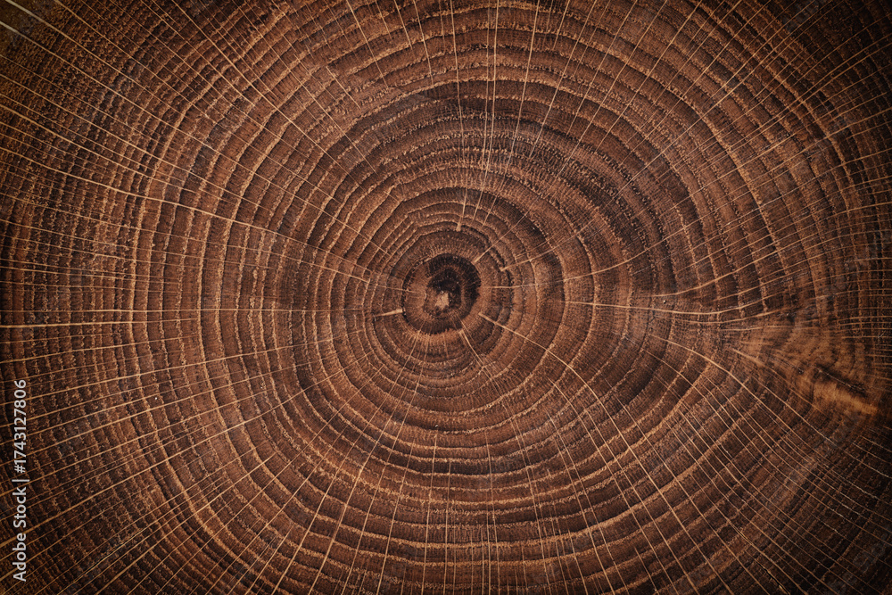 Naklejka premium wood texture with annual rings, cracked surface of a felled stump background