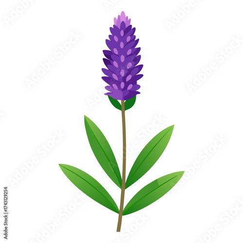 liatri flower line art vector on white