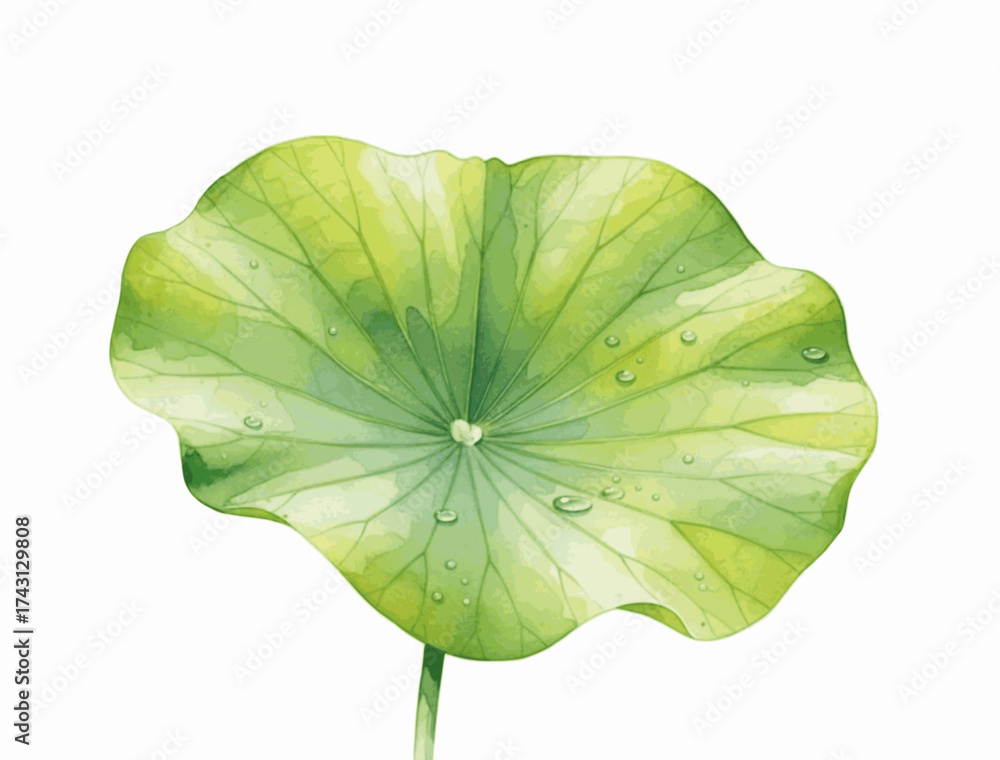 Fototapeta premium Floating Circles lotus leaves isolated watercolor vector illustration svg