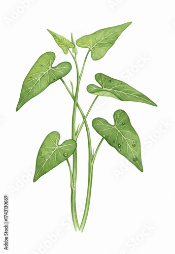 Slender Hollows water spinach isolated watercolor vector illustration svg
