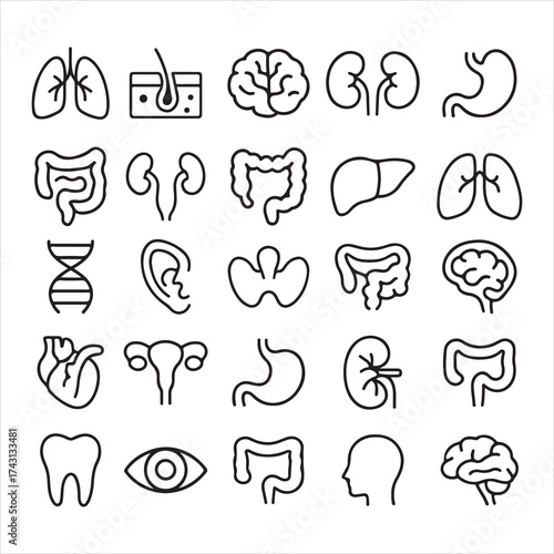 Medical organs line icon set vector illustration.