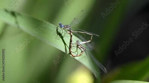 Wallpaper Mural Two damselflies making a heart shape while mating on a green leaf in nature Torontodigital.ca