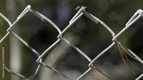 Pair of damselflies in a tandem mating position on a chain-link fence