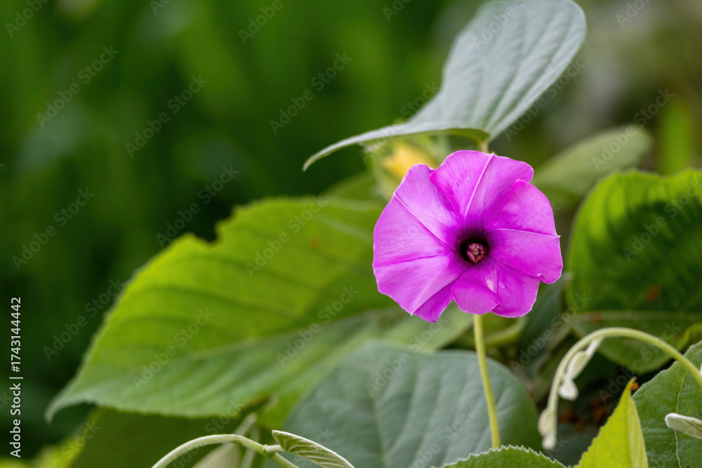 Fototapeta premium Close-up of a vibrant purple Ginger-leaf Morning Glory (Ipomoea asarifolia) flower blooming by a rural roadside in Bangladesh. Beautiful tropical wildflower detail.