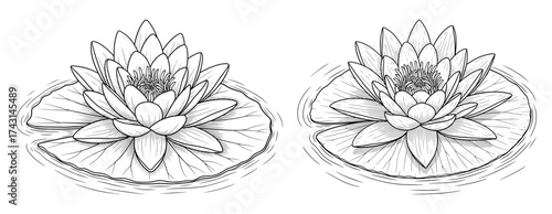 Vector art of elegant water lily flower illustration, perfect for serene and natural designs