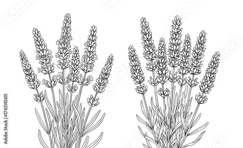 Vector art of two lavender flower bunches line art, a delicate and fragrant herb with medicinal and culinary uses