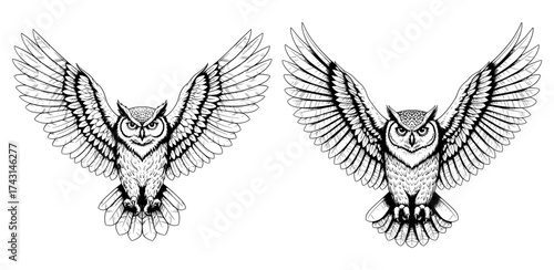 Vector art of two hand drawn flying owls, a detailed illustration of these nocturnal birds of prey