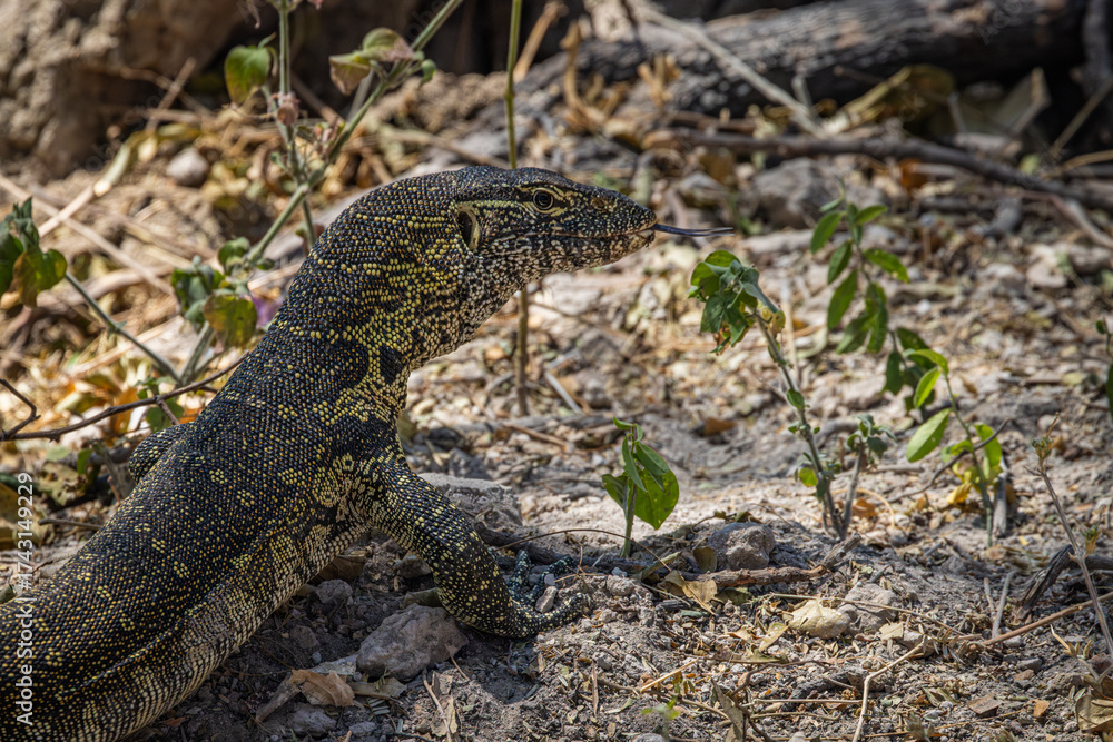 Naklejka premium A Nile Monitor (Varanus niloticus) extends its forked tongue on the bank of the Chobe River in Botswana