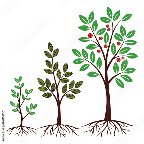 Three stylized trees in different stages of growth from seedling to mature fruit bearing tree showing roots and green leaves against a white background