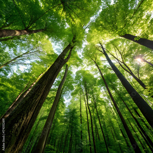Trees in a forest