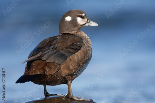 female Harlequin Duck Histrionicus histrionicus on ocean shore on Vancouver Island, British Columbia, Canada