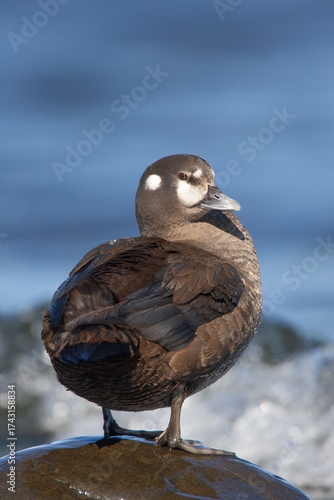 female Harlequin Duck Histrionicus histrionicus on ocean shore on Vancouver Island, British Columbia, Canada