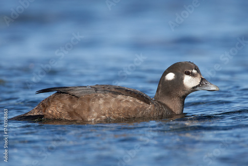 female Harlequin Duck Histrionicus histrionicus on ocean shore on Vancouver Island, British Columbia, Canada