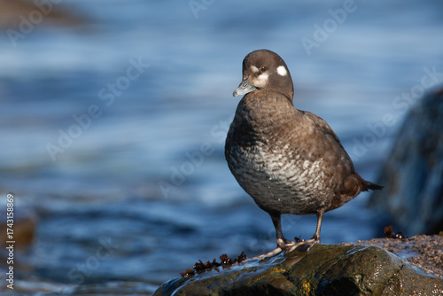 female Harlequin Duck Histrionicus histrionicus on ocean shore on Vancouver Island, British Columbia, Canada