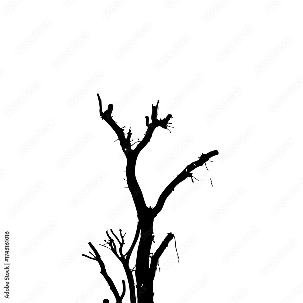 Fototapeta premium tree silhouette isolated on white