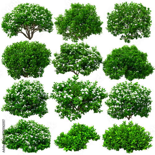 Collection of lush green foliage renderings with white blossoms isolated on transparent background