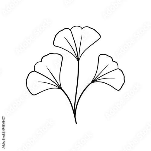 Illustration of three ginkgo biloba leaves with visible vein structures design