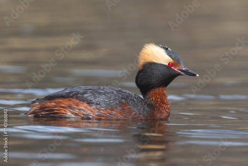 adult Horned Grebe Podiceps auritus in breeding plumage in Yukon Canada