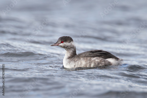 Horned Grebe Podiceps auritus in winter plumage in Yukon Canada