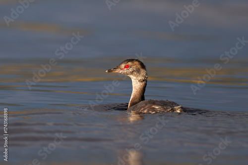 Horned Grebe Podiceps auritus molting into winter plumage in Yukon Canada
