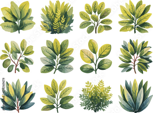 Twelve green shrubs illustration, tropical foliage collection, botanical leaves, garden plants, natural greenery, eco nature design