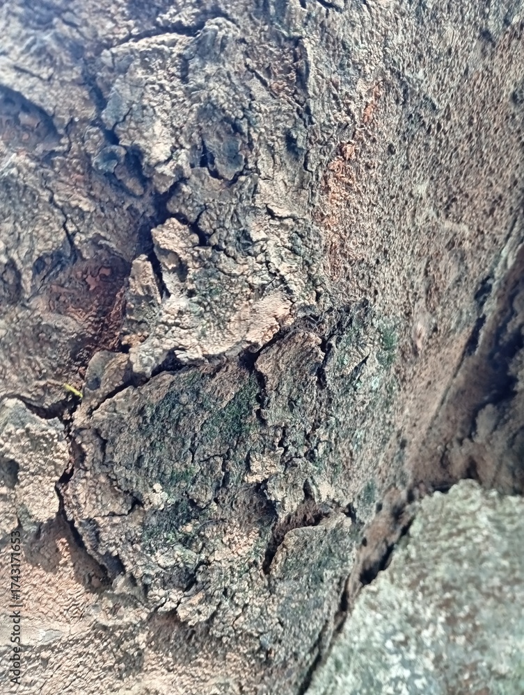 Fototapeta premium bark of a tree
