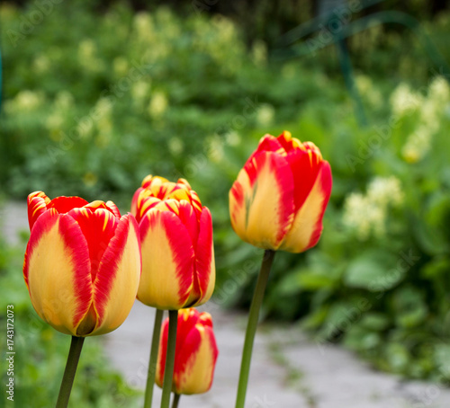 Darwin tulips are a hybrid of American Dream with red and yellow petals. a variety with large bicolor flowers. The petals of the buds combine a pale yellow shade with bright red