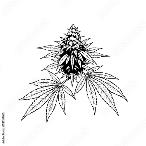 Cannabis Plant Illustration: Detailed line drawing of cannabis plant shows its natural structure, emphasizing leaves, buds. the essence of botanical elegance.