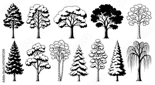 Various Trees Illustration: An artistic display of different tree types, each meticulously illustrated in a detailed, classic style, perfect for educational purposes or nature-themed designs.